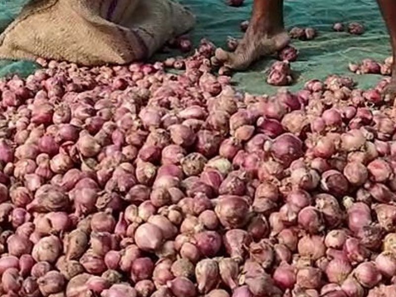 পেঁয়াজের দাম নিয়ে দুশ্চিন্তায় চাষিরা